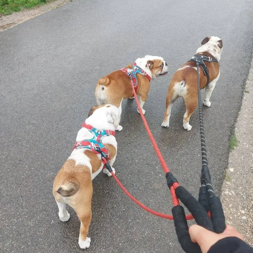 pension-canine-cote-d-opale-11
